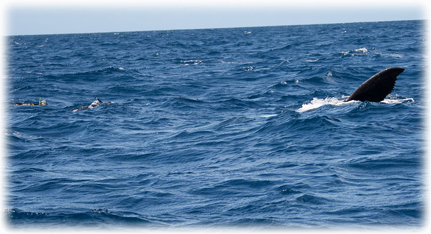 Swimming with humpback whales on Tonga