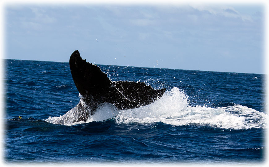 Swimming with humpback whales on Tonga