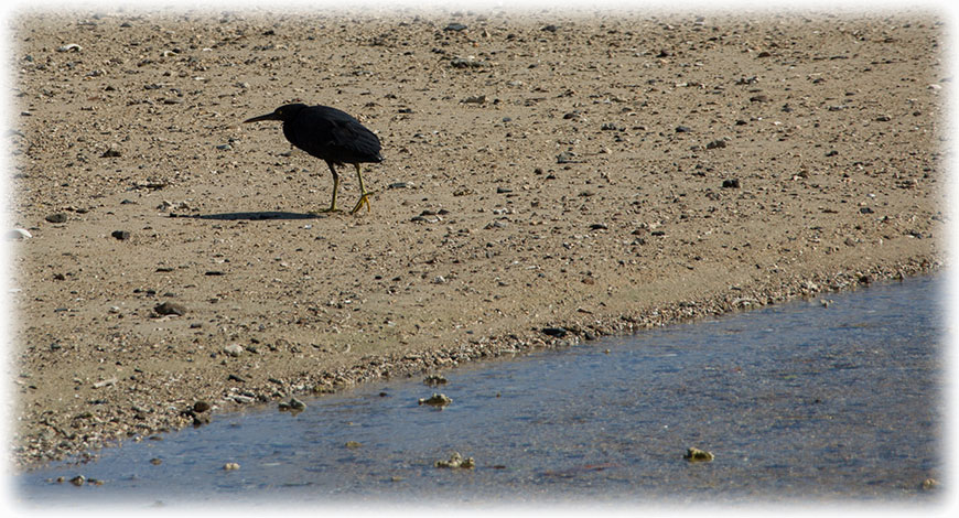 Pacific Reef Heron