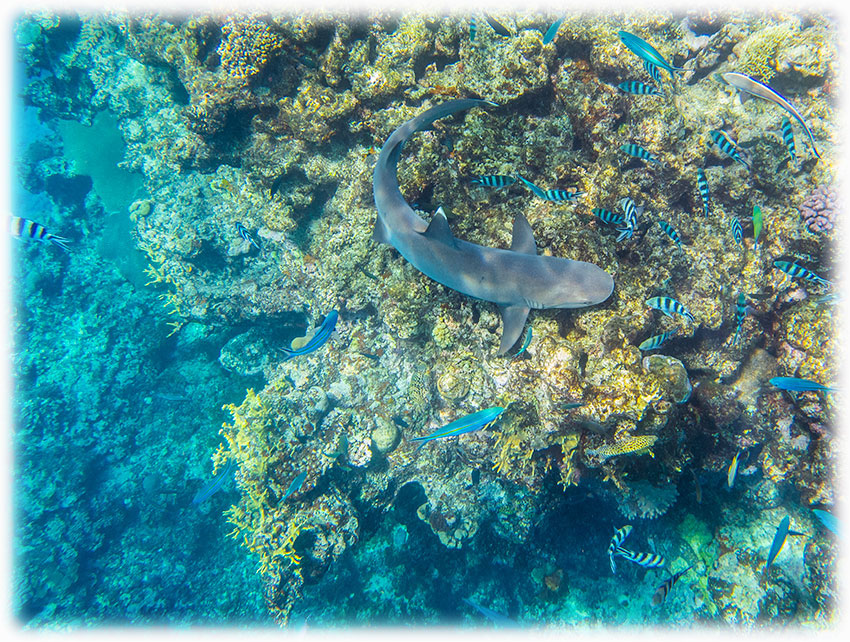 Swimming with sharks on Fiji - Barefoot Kuata Island