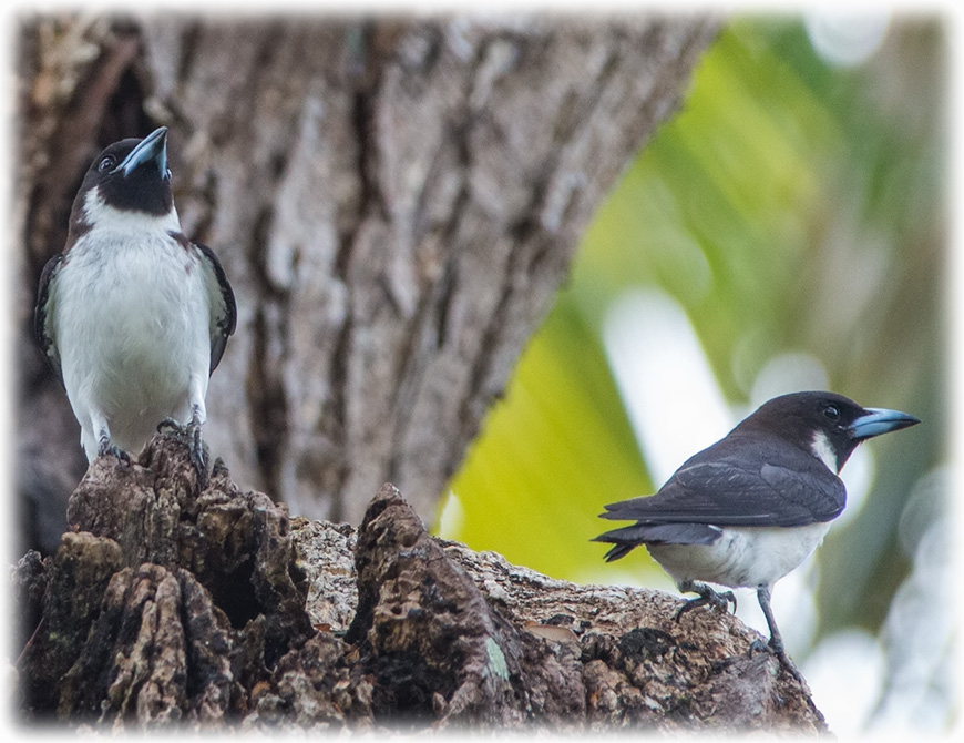 Bird watching on Fiji - Fiji Woodswallow