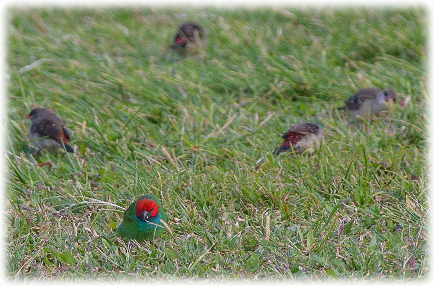 Birding/ Bird watching at Denarau Golf & Racquet Club, Fiji