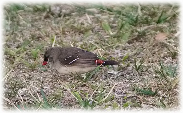 Birding/ Bird watching at Denarau Golf & Racquet Club, Fiji