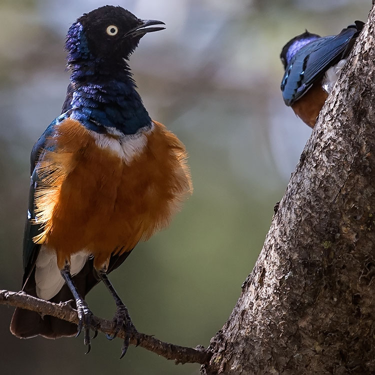 Superb Starling, Lamprotornis superbus