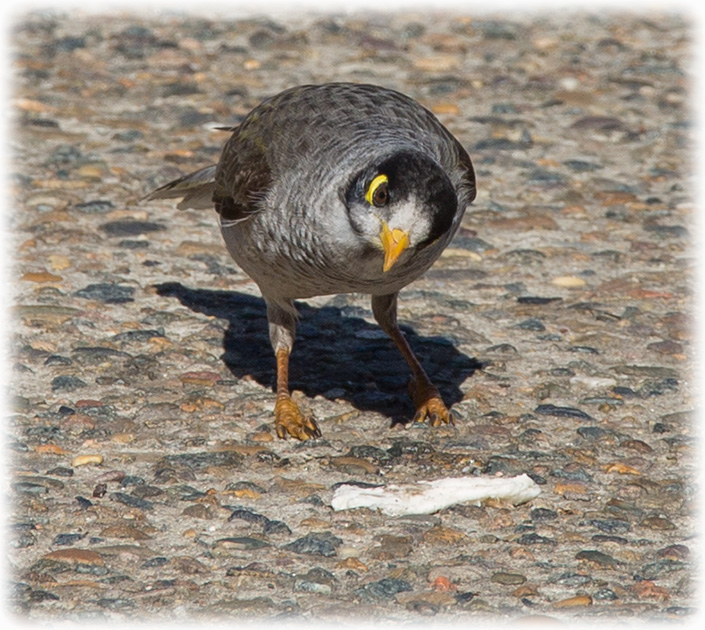 Noisy miner, Manorina melanocephala