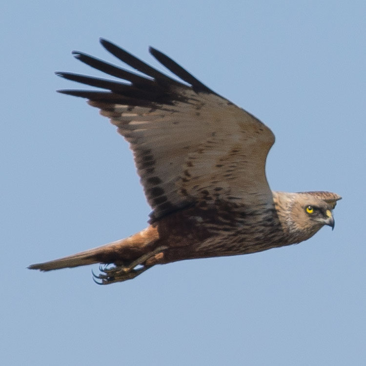 Western Marsh Harrier, Circus aeruginosus, Brun kärrhök