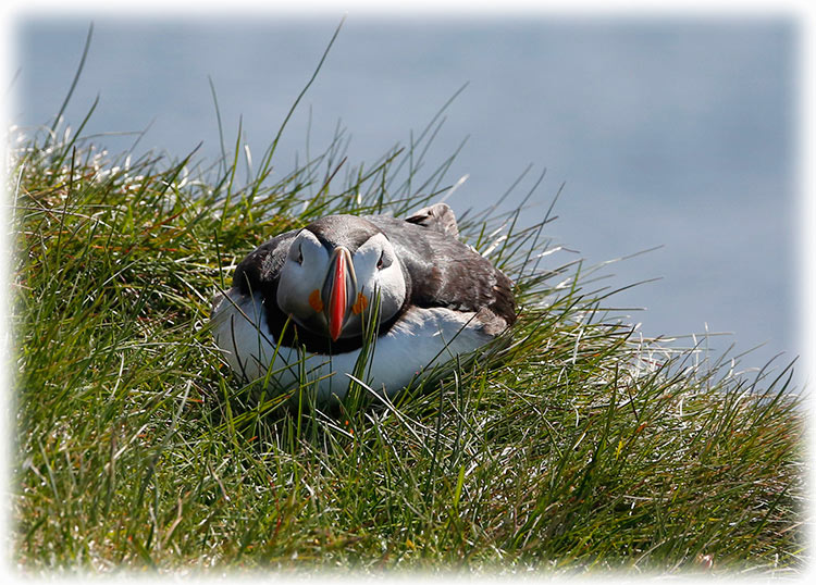 Atlantic Puffin, Fratercula Arctica, Lunnefågel