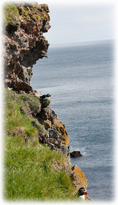 Atlantic Puffin, Fratercula Arctica, Lunnefågel