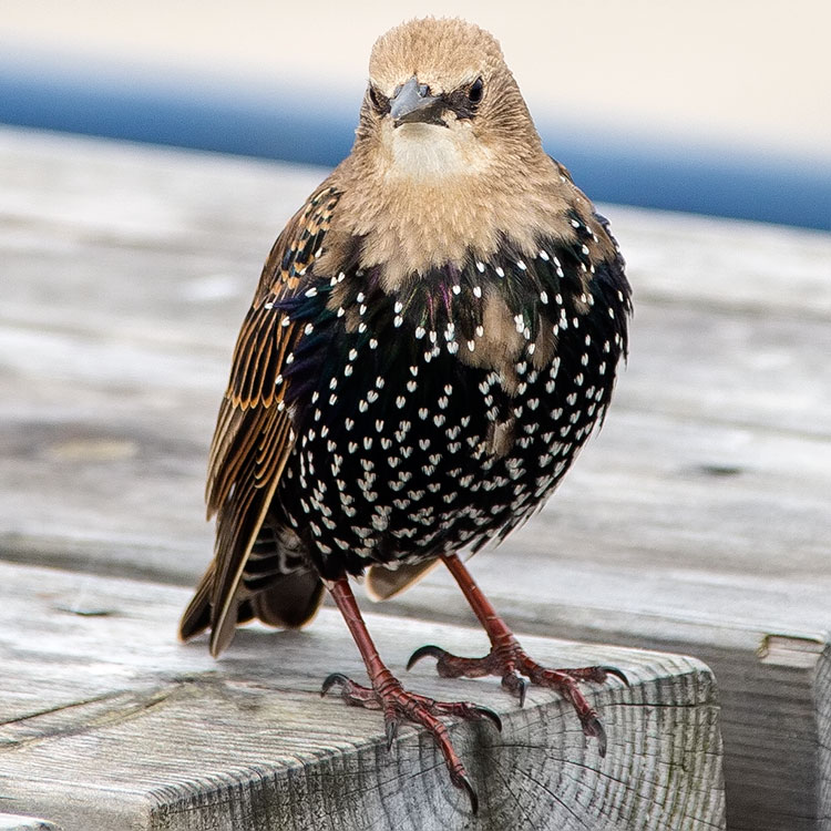 Common Starling, Sturnus vulgaris, Stare