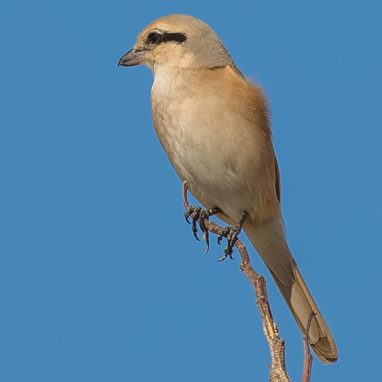 Isabelline Shrike, Daurian Shrike, Lanius isabellinus