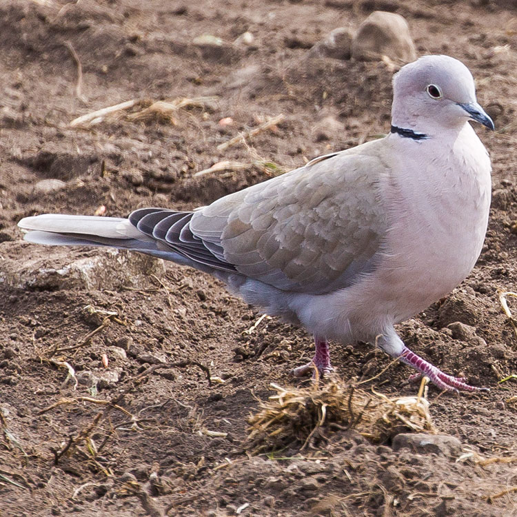 collared dove call collared dove call