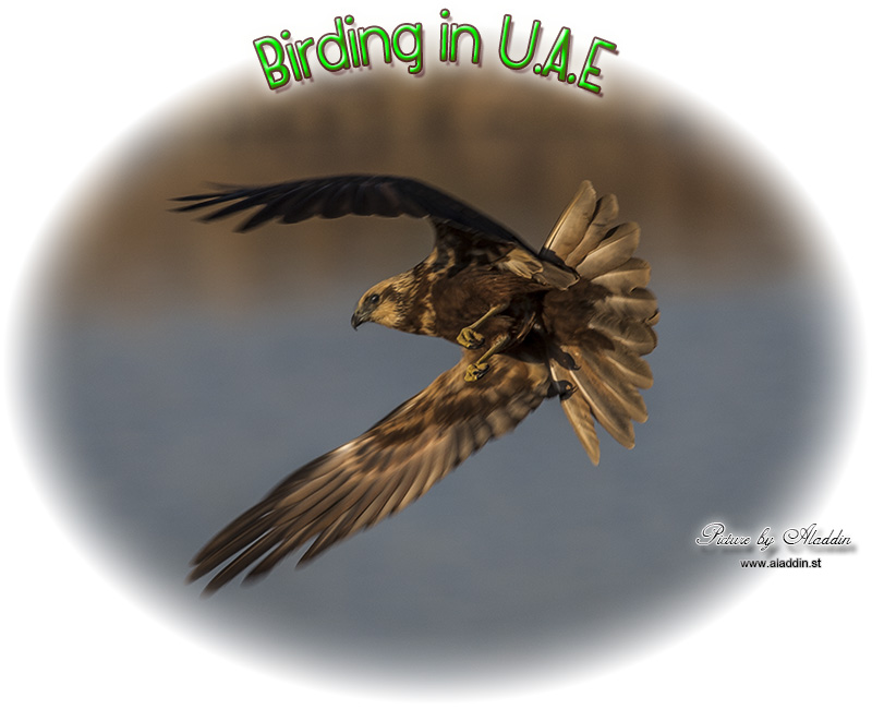 Birding/ Bird watching in United Arab Emirates